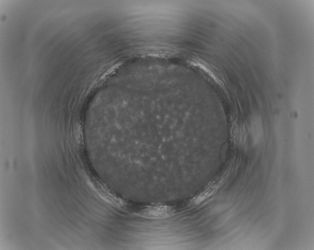 X0000070340459200606301745