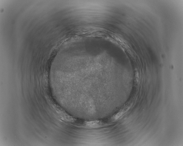 X0000070340461200606301745