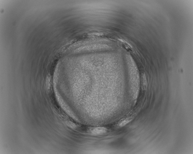 X0000070340463200606301745