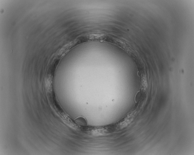 X0000070340468200606301745