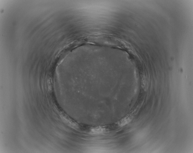 X0000070340470200606301745