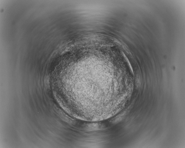 X0000070340473200606301745