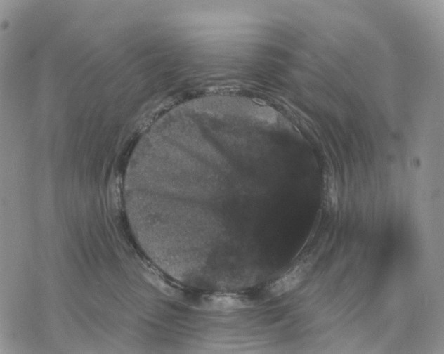 X0000070340475200606301745