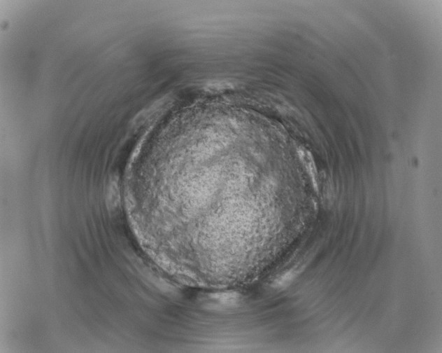 X0000070340478200606301745