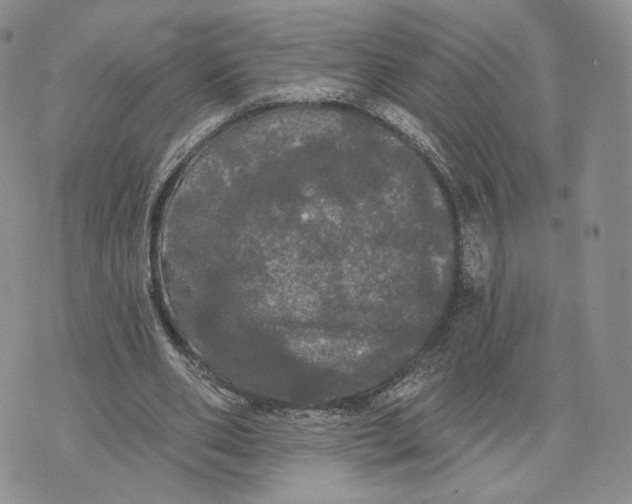 X0000070340486200606301744