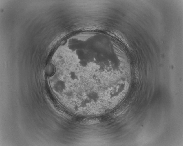 X0000070340491200606301744