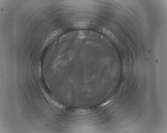 X0000070340494200606301744