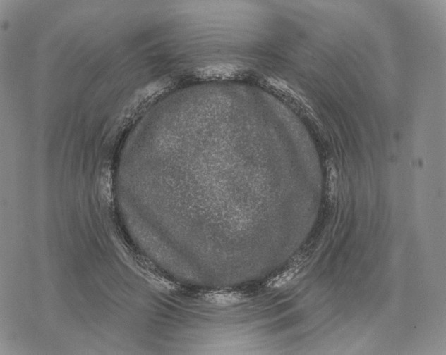 X0000070340498200606301744