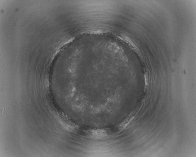 X0000070340500200606301744