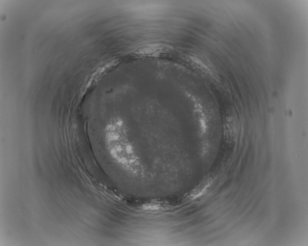 X0000070340504200606301744