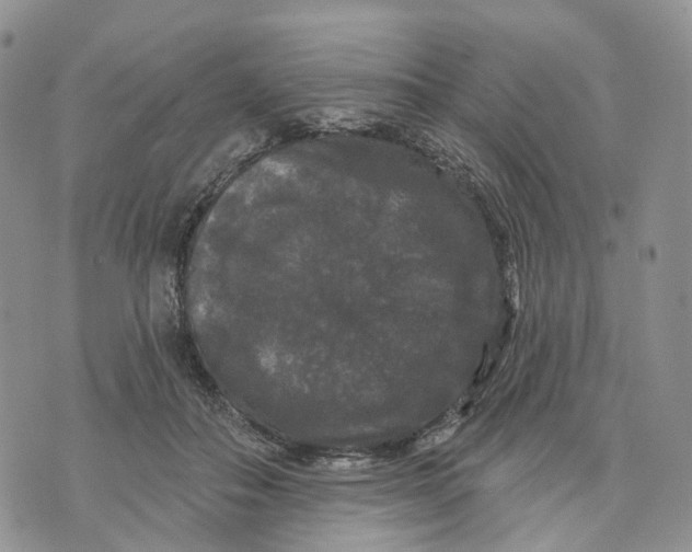 X0000070340506200606301744