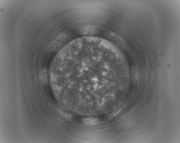 X0000070340511200606301744