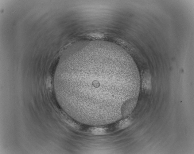 X0000070340518200606301744