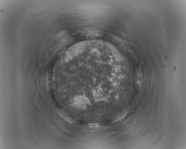 X0000070340519200606301744