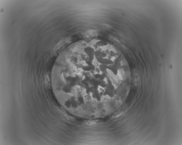 X0000070340523200606301744