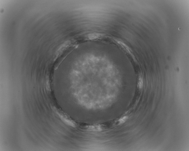 X0000070340524200606301744