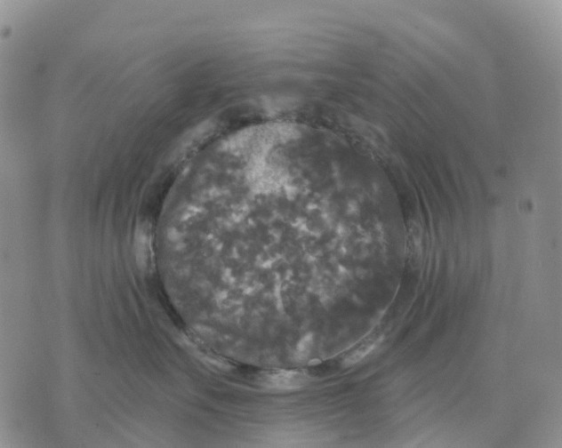 X0000070340527200606301744