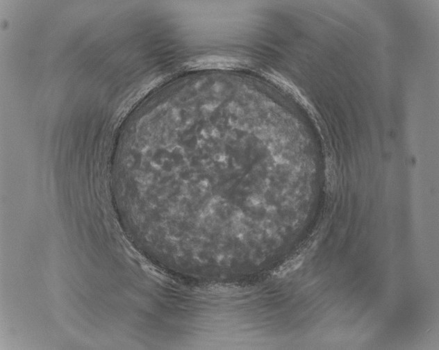 X0000070340529200606301743