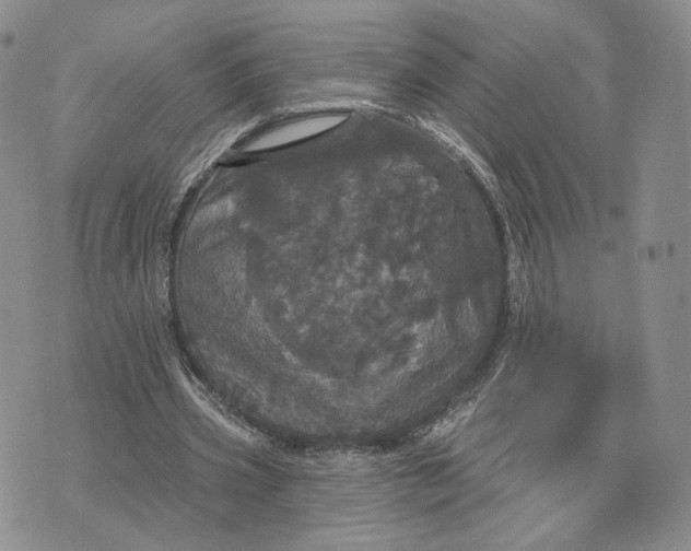 X0000070340533200606301743