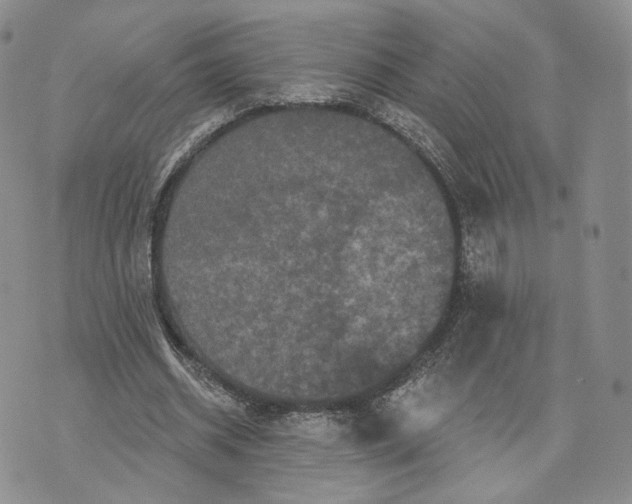 X0000070340534200606301743