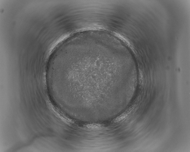 X0000070340535200606301743