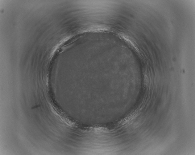 X0000070340539200606301743