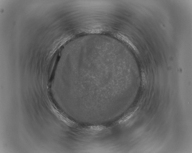 X0000070340541200606301743