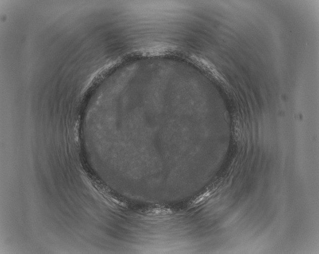 X0000070340543200606301743