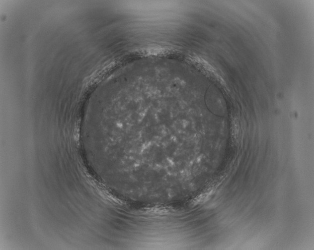 X0000070340545200606301743