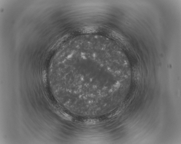 X0000070340549200606301743