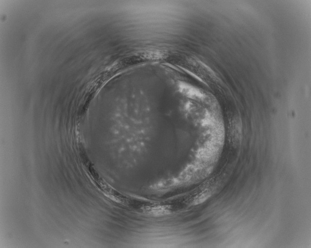 X0000070340553200606301743