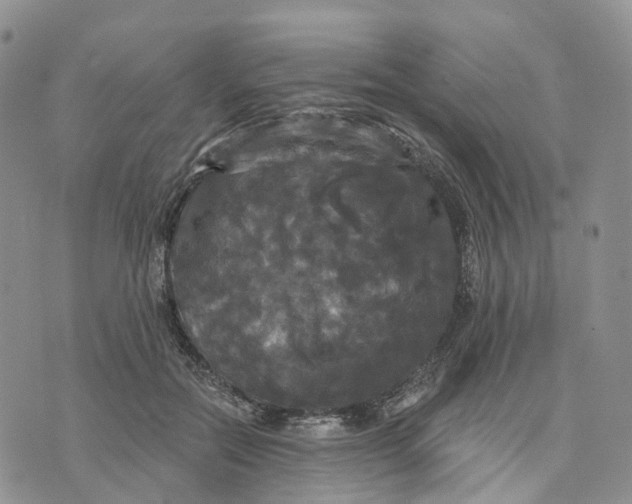 X0000070340554200606301743