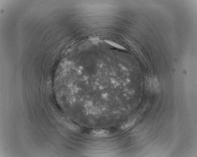 X0000070340557200606301743