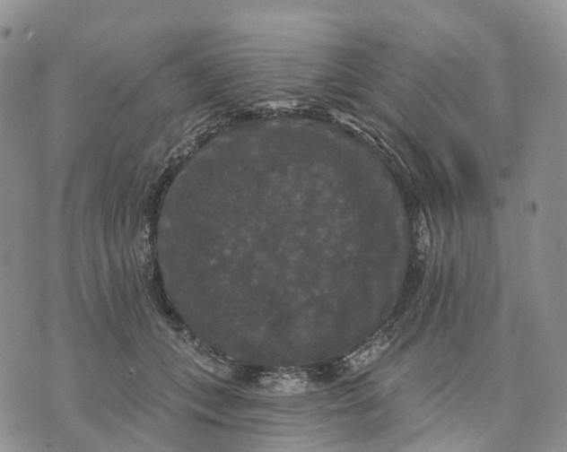 X0000070340559200606301743