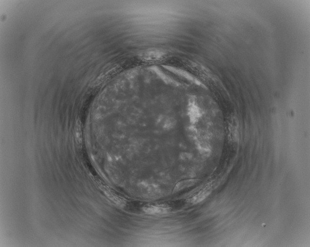 X0000070340561200606301743