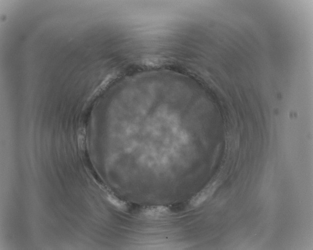 X0000070340576200606301744