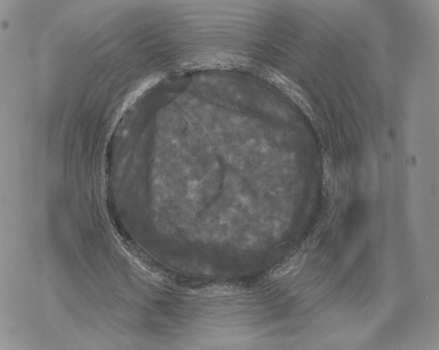 X0000070340578200606301743