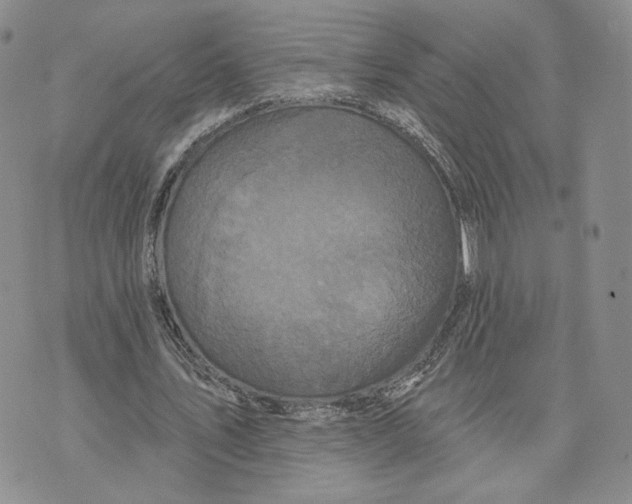 X0000070340579200606301743