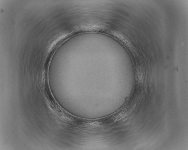 X0000070340583200606301743