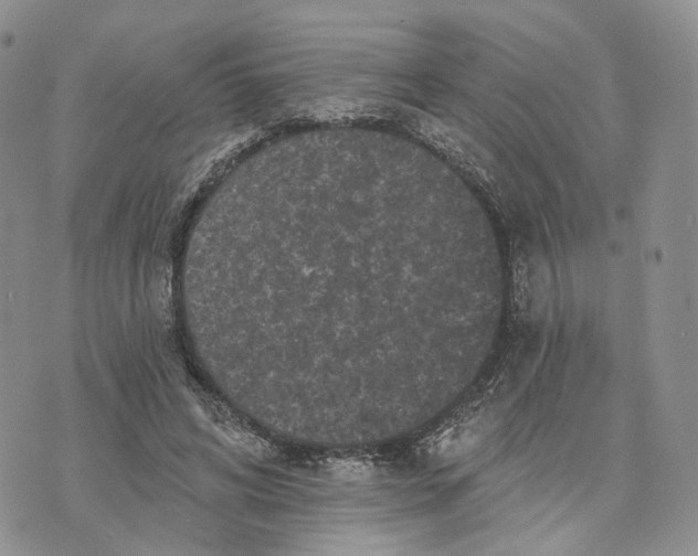 X0000070340592200606301743