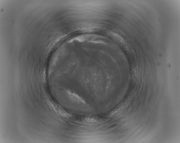 X0000070340596200606301743