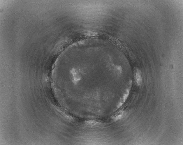 X0000070340614200606301742