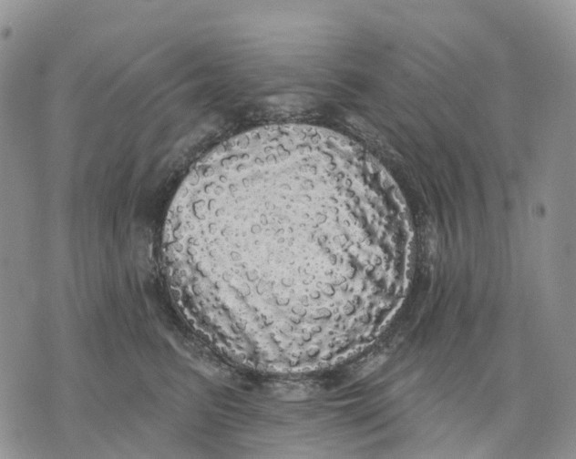 X0000070340615200606301742