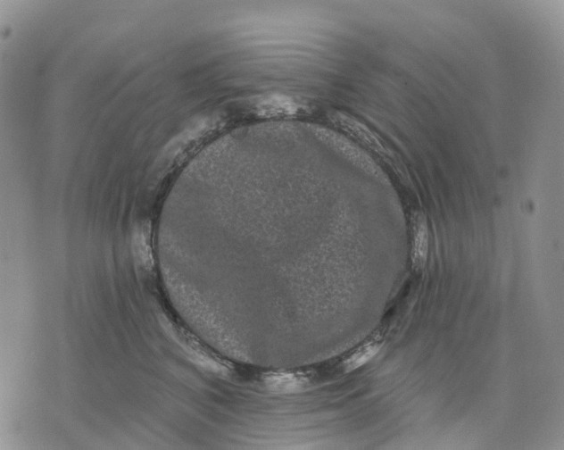 X0000070340616200606301742