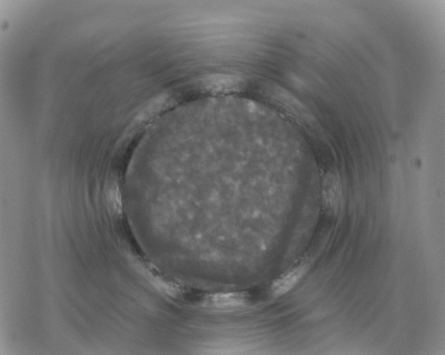 X0000070340622200606301742