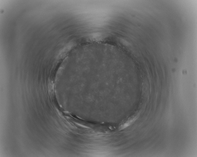 X0000070340624200606301742