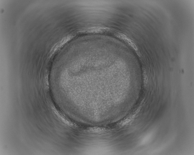 X0000070340633200606301741