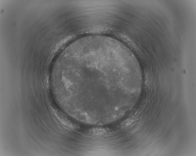 X0000070340636200606301742