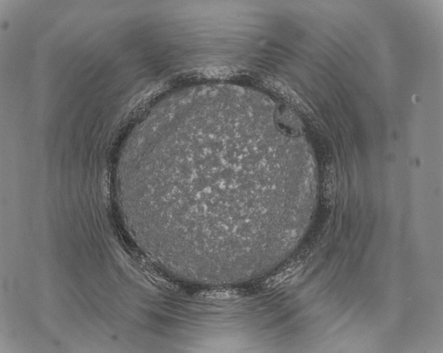 X0000070340639200606301742