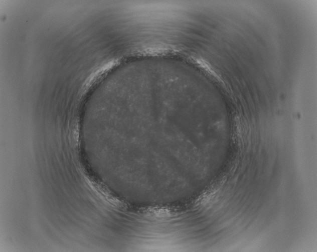 X0000070340640200606301742